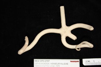 Media type: image;   Invertebrate Zoology OPH-2707
